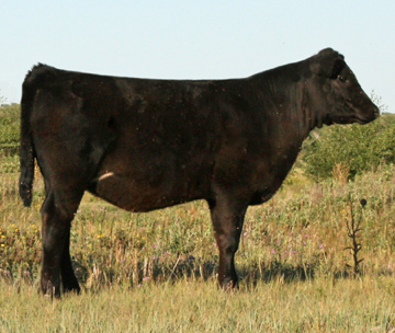SimAngus Heifer Calves