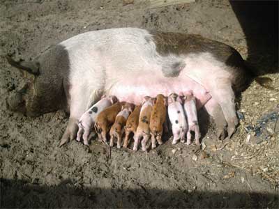 Baby Piglets