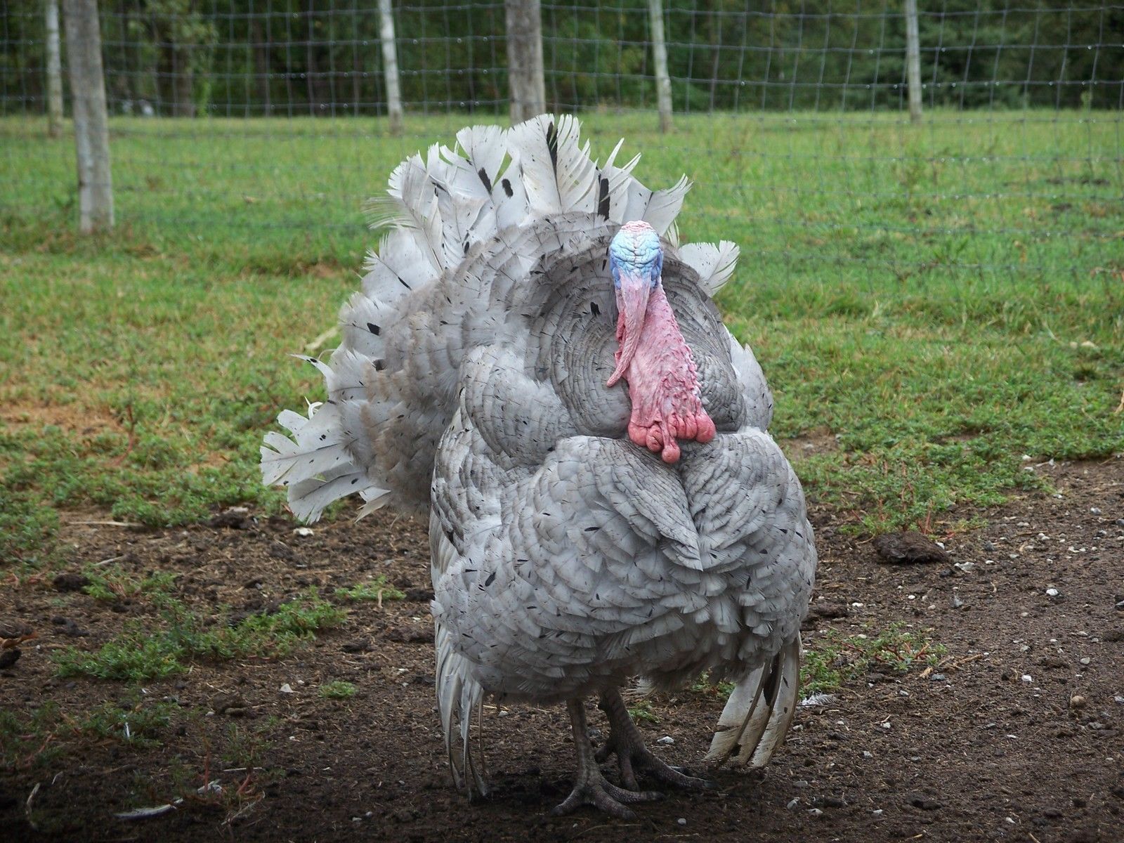 Royal palm turkey and other turkeys for sale