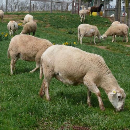 Ewe and Buck, katahdin Lambs, Royal White Sheep