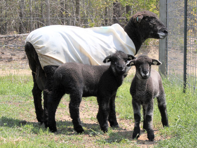 Colored Corriedale Sheep