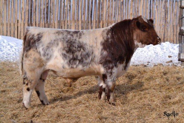 6TH Annual Sun Country Shorthorn Bull Sale