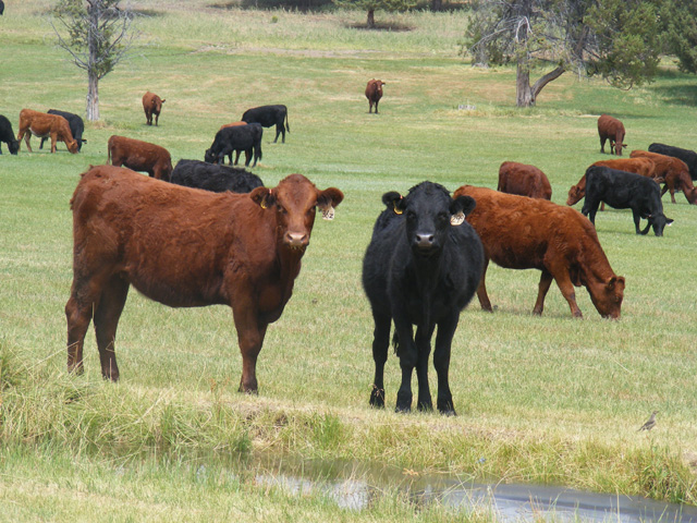 Bred Salers Heifers in Oregon