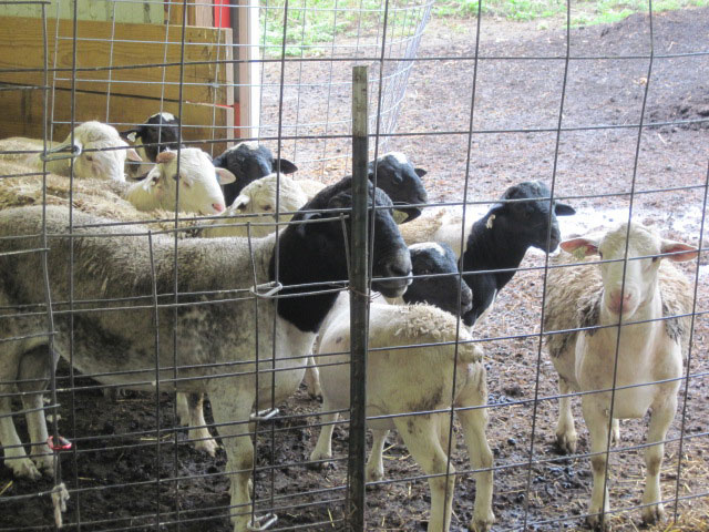 Fullblood and Purebred Dorper Sheep