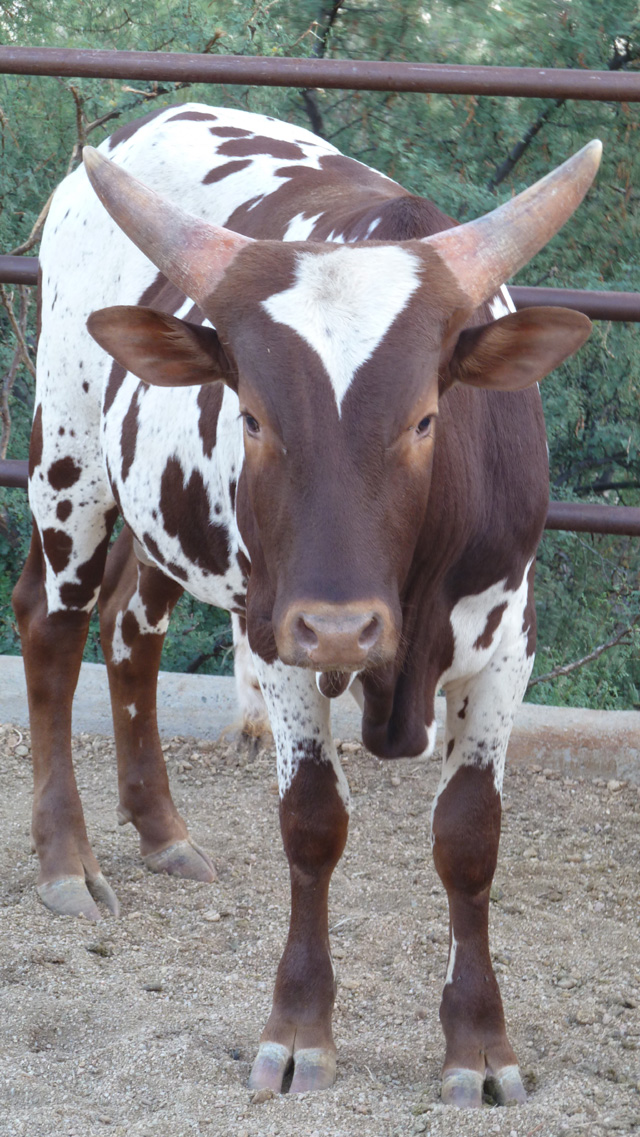 Watusi