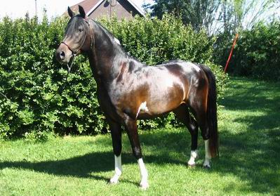 Show and Trail Ready Registered Gelding