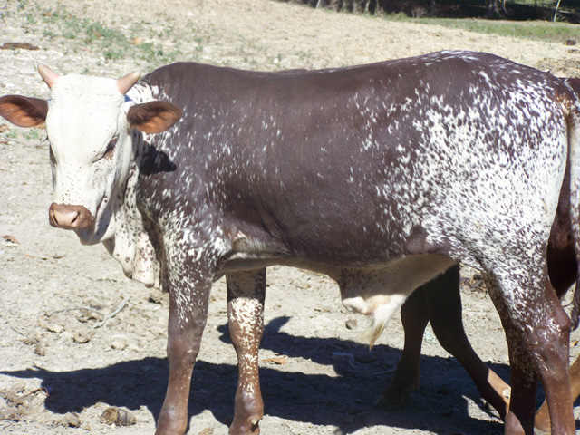 Watusi - Registered Exhibition Steer