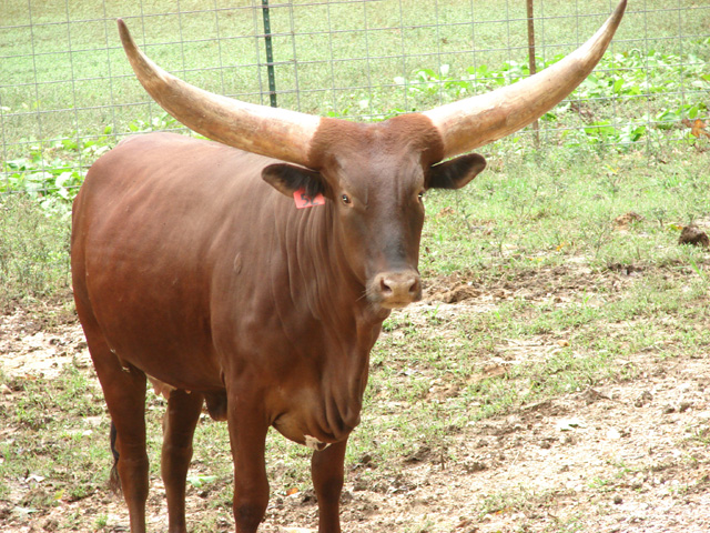 Watusi