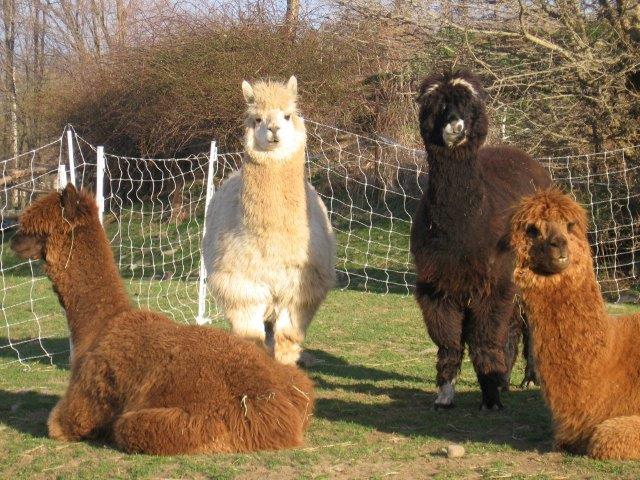 Alpacas All Males