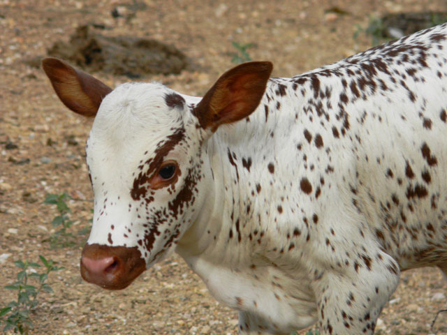 Registered Watusi Cattle