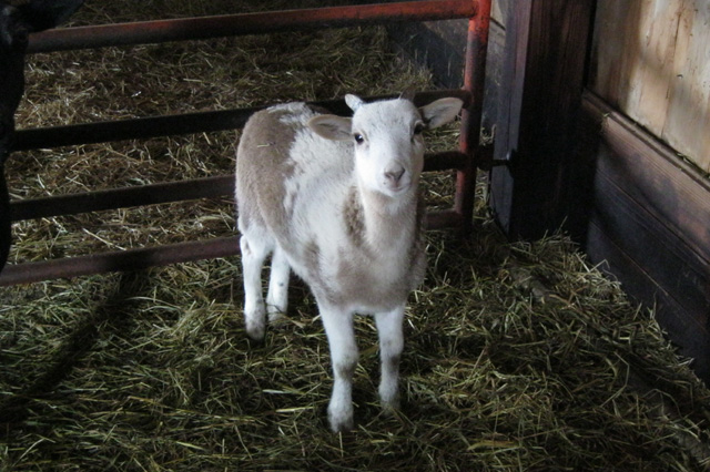 Black Hawaiian & Painted Desert Sheep Lambs