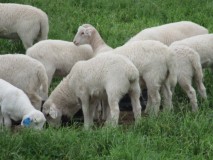 Registered Royal White Sheep