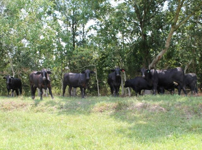 Brangus heifers