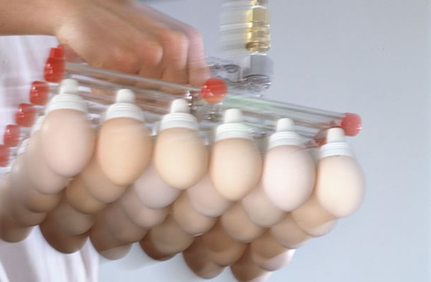 Fertile  Eggs