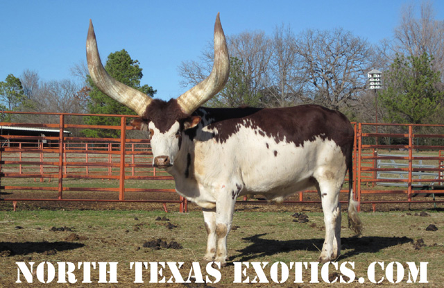 Registered Watusi Cattle