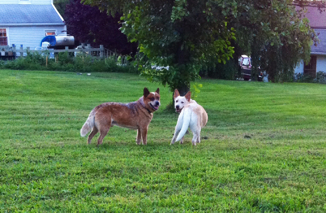 AKC Australian Cattle Dog Puppies