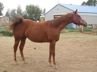 APHA Yearling Filly