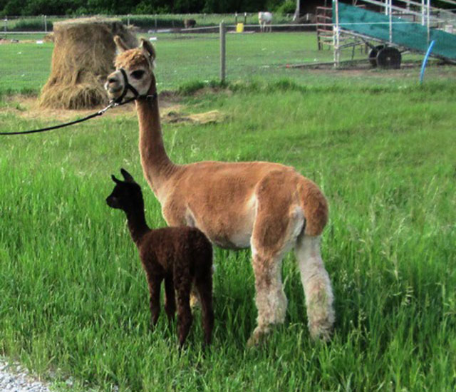 Reg. Alpacas