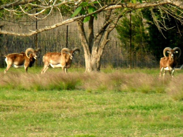 Mouflon