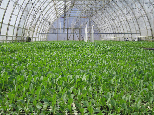 Vegetable Growing Farm