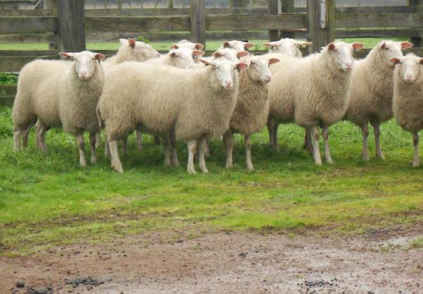 East Friesian Milking Sheep