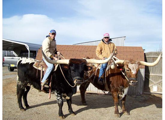 Tx Longhorn Riding Steers