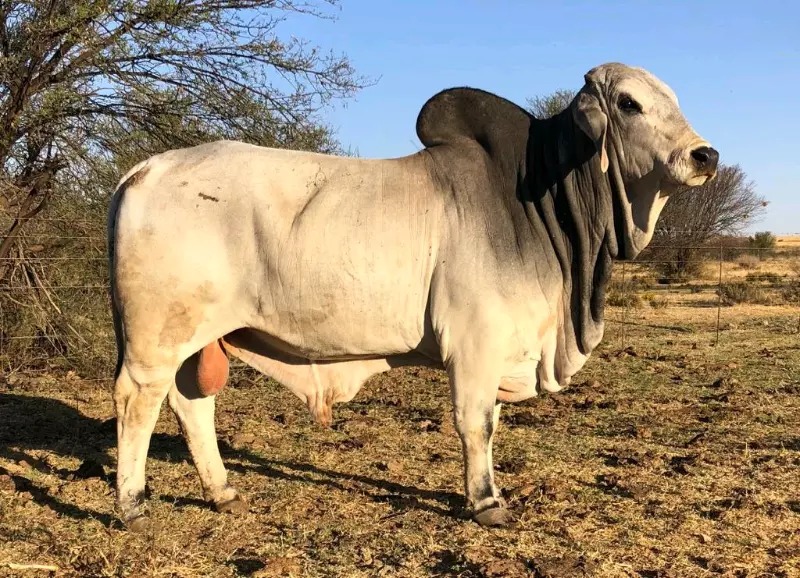 Brahman  Cattles for sale