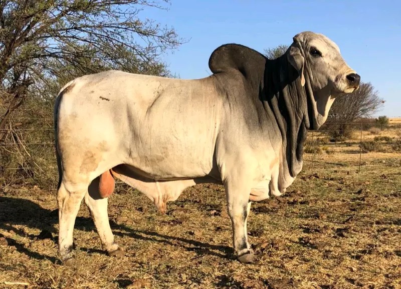 Brahman