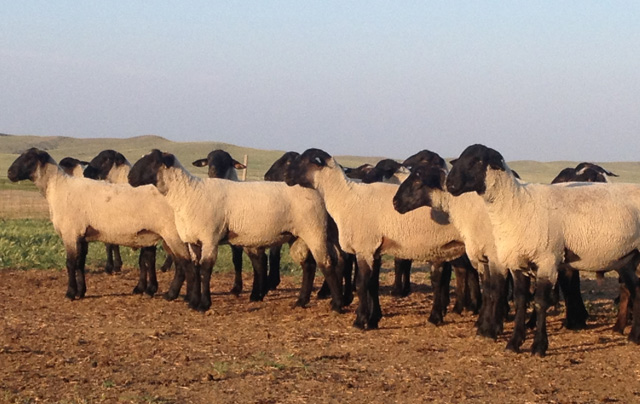 Heavy Duty Suffolk Rams