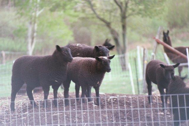 Border Leister Lambs