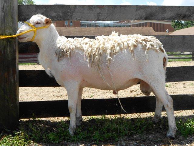 Katahdin Hair Sheep Rams