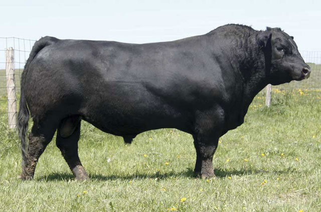 50 plus Years of Angus Bulls and Heifers Offered