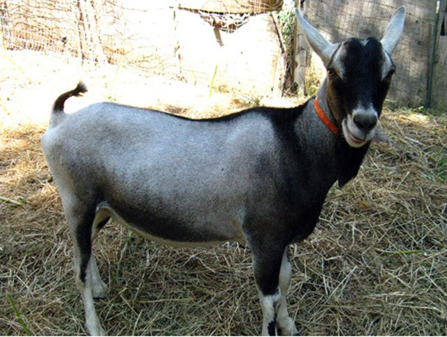 Sable Saanen Dairy Goat Stud Service