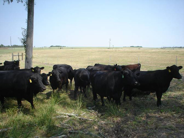 56 Bred Angus Cows