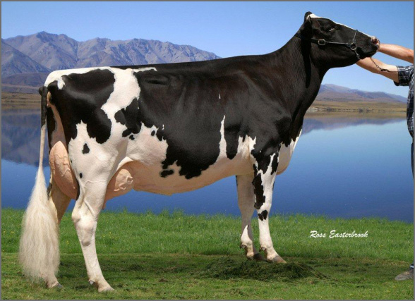 Clover-Lane Holsteins